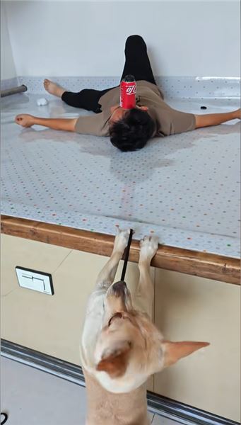我家球球：彈皮筋這項絕技，是它自己玩出來的天賦