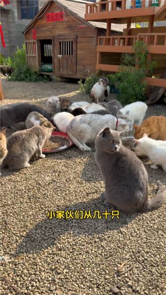 搬進了30多畝的新家，也給貓貓們的生活開了個好頭