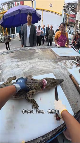 殺鯉魚不放血不抽筋？別隔著屏幕評判我的手藝