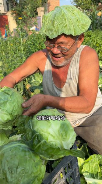 種手撕白菜來賣，低成本種菜真的能賺到錢嗎？