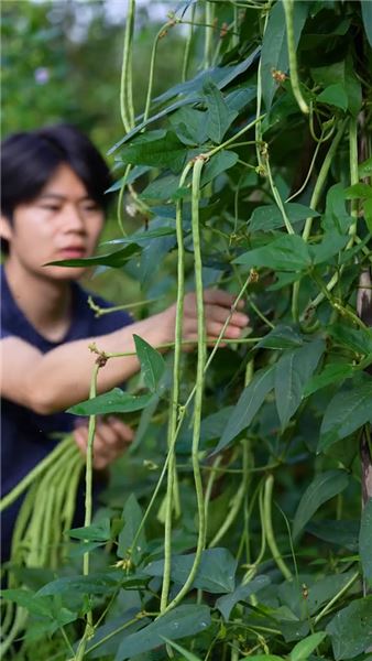 四日淺漬青豇完整教程：脆酸鮮椒配農家臘肉，一碗煙火藏人間清歡