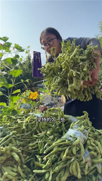 沒想到被老媽種在田埂上的毛豆，也能給家里帶來一份收入，珍惜每一寸土地，小收獲也知足。