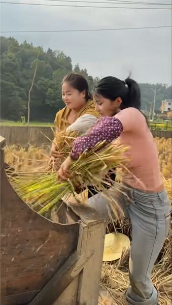 剛收完玉米，馬上下田割稻！苗族姑娘的秋收有多硬核