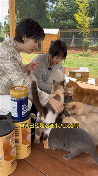 新人大喜的日子，也成為流浪貓貓迎來新生最好的日子