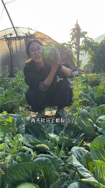 種手撕白菜來賣，低成本種菜真的能賺到錢嗎？