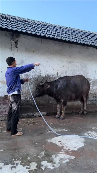 深耕土地靜待秋收：犁田耕耘之后，一碗臘肉炒竹筍品盡鄉村煙火