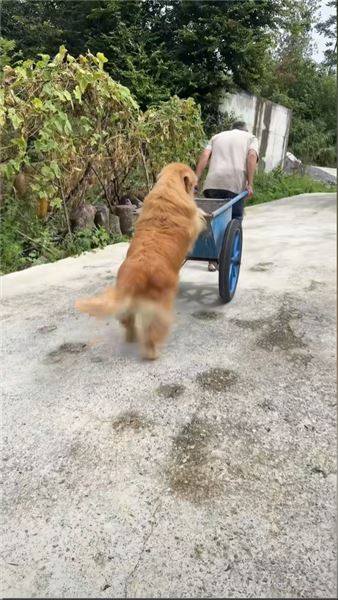 金毛 QQ：萬能金毛，世間瑣事幾乎沒有它辦不成的
