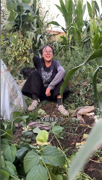 沒想到被老媽種在田埂上的毛豆，也能給家里帶來一份收入，珍惜每一寸土地，小收獲也知足。