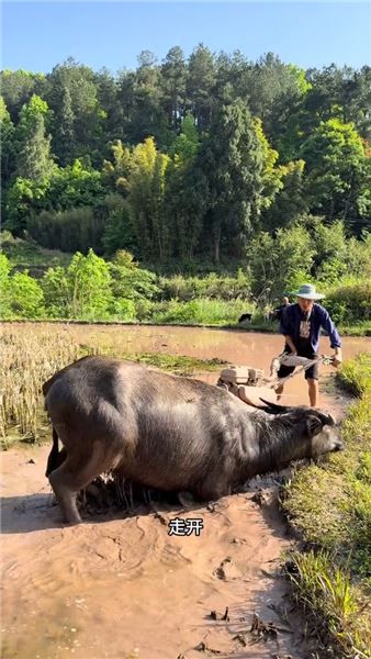 深耕土地靜待秋收：犁田耕耘之后，一碗臘肉炒竹筍品盡鄉村煙火