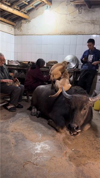 深耕土地靜待秋收：犁田耕耘之后，一碗臘肉炒竹筍品盡鄉村煙火