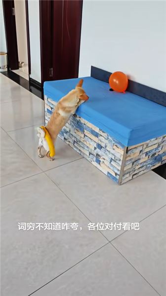 我家球球：彈皮筋這項絕技，是它自己玩出來的天賦