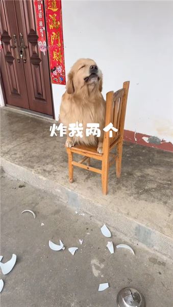 金毛 QQ：萬能金毛，世間瑣事幾乎沒有它辦不成的