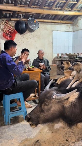 深耕土地靜待秋收：犁田耕耘之后，一碗臘肉炒竹筍品盡鄉村煙火