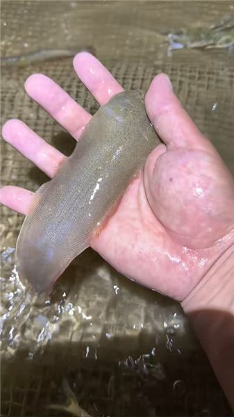 來咯來咯，又來海田趕海覓食咯！今天又能美餐一頓了！