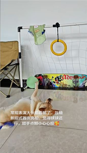 大耳朵球球：全網獨一份，會彈皮筋的小狗，一只自學成才的狗界神射手
