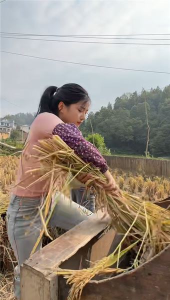 剛收完玉米，馬上下田割稻！苗族姑娘的秋收有多硬核