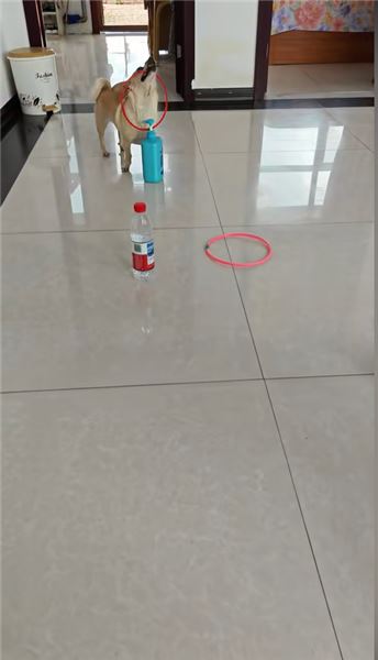 我家球球：彈皮筋這項絕技，是它自己玩出來的天賦