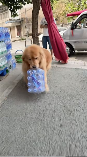 金毛 QQ：萬能金毛，世間瑣事幾乎沒有它辦不成的