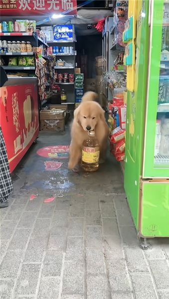 金毛 QQ：萬能金毛，世間瑣事幾乎沒有它辦不成的