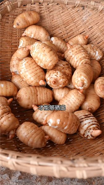 琪琪媽媽生七寶住院，琪琪在家里給媽媽燒天麻燉排骨。時間過得真快一混就馬上滿月了。