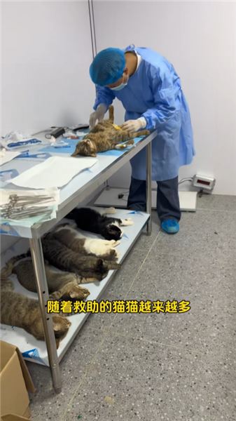 搬進了30多畝的新家，也給貓貓們的生活開了個好頭