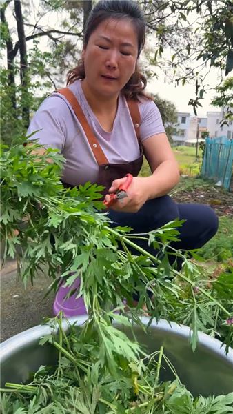 這平凡的益母草，被不少人稱作女人草。每到它生長的季節，我總會采些回來熬成膏，存在家中。女孩子嘛，無論何時，都要記得好好善待自己