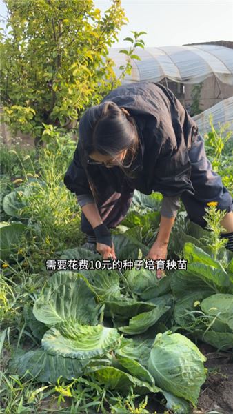 種手撕白菜來賣，低成本種菜真的能賺到錢嗎？