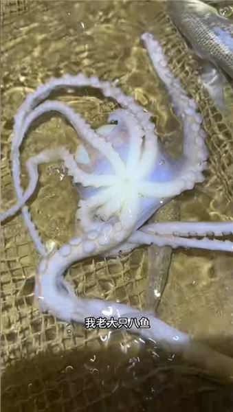 來咯來咯，又來海田趕海覓食咯！今天又能美餐一頓了！