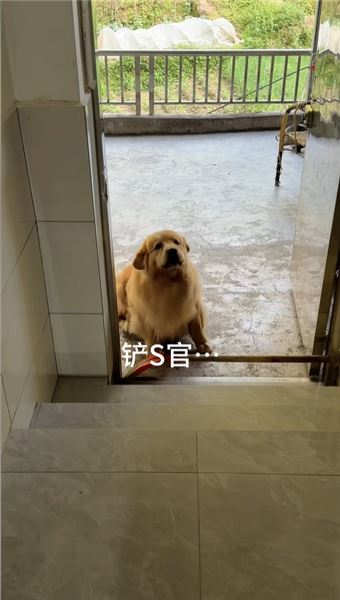 金毛 QQ：萬能金毛，世間瑣事幾乎沒有它辦不成的