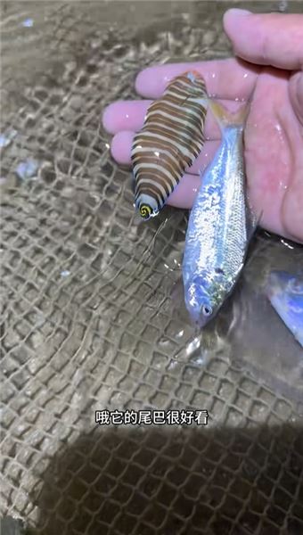 來咯來咯，又來海田趕海覓食咯！今天又能美餐一頓了！