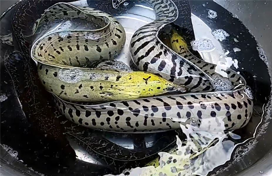 760 元買下 7 條兇猛花龍，處理時險被咬傷，一鍋椒鹽海鰻，海邊漢子的硬核下酒菜