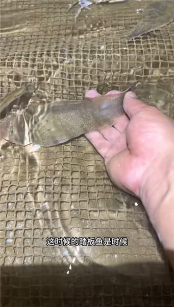 來咯來咯，又來海田趕海覓食咯！今天又能美餐一頓了！