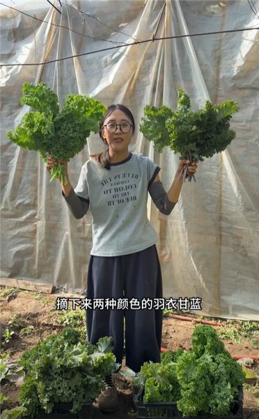 自家種一大片羽衣甘藍，今天實測：直接擺攤賣菜劃算，還是榨成飲料賺得多？