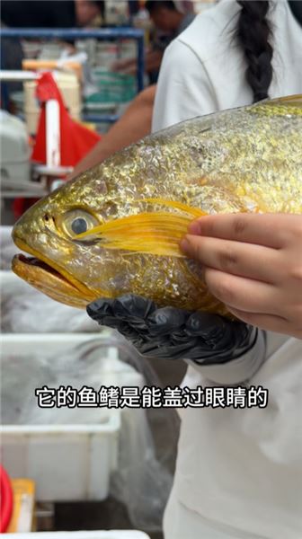我們今天擺攤賣世界上最貴的魚 —— 中國魚王大黃花魚