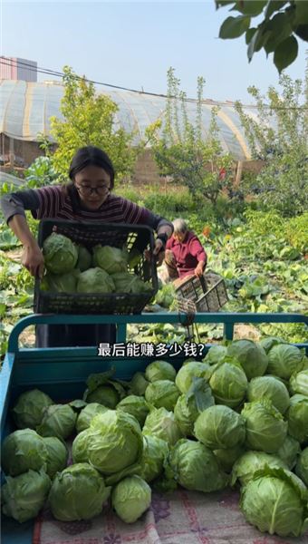 種手撕白菜來賣，低成本種菜真的能賺到錢嗎？