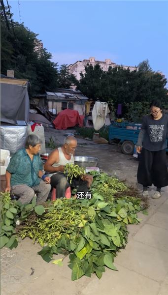 沒想到被老媽種在田埂上的毛豆，也能給家里帶來一份收入，珍惜每一寸土地，小收獲也知足。