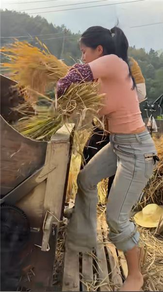 剛收完玉米，馬上下田割稻！苗族姑娘的秋收有多硬核