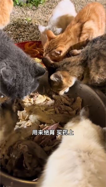 宣宣心里話：一百多只流浪貓背后，我的工作與現實開銷