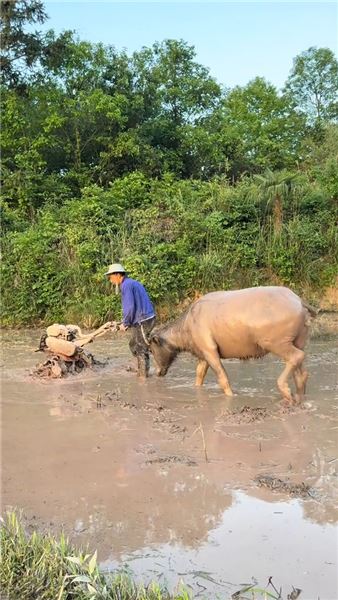 深耕土地靜待秋收：犁田耕耘之后，一碗臘肉炒竹筍品盡鄉村煙火