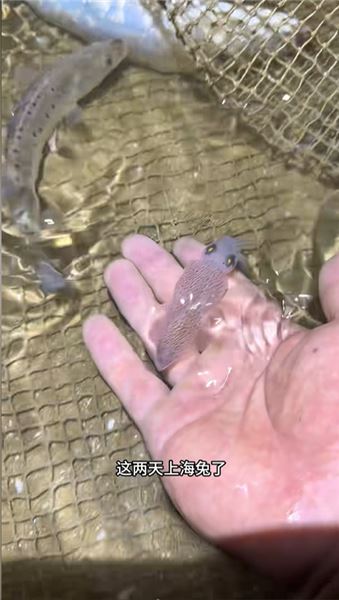 來咯來咯，又來海田趕海覓食咯！今天又能美餐一頓了！