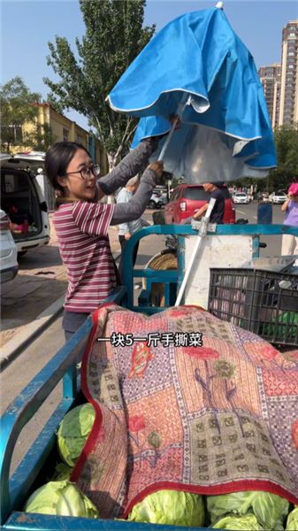 種手撕白菜來賣，低成本種菜真的能賺到錢嗎？