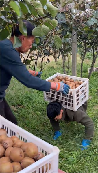 我是謝宗濤：獼猴桃豐收卻價低難回本，盡我所能幫鄉親搭把手
