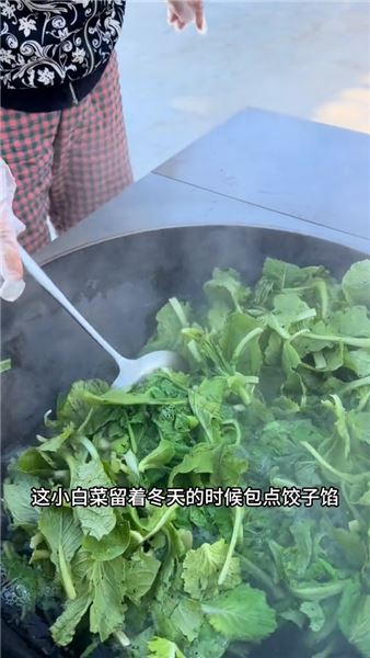 東北小院入秋忙：把滿園秋色儲存，為漫長貓冬做好準備