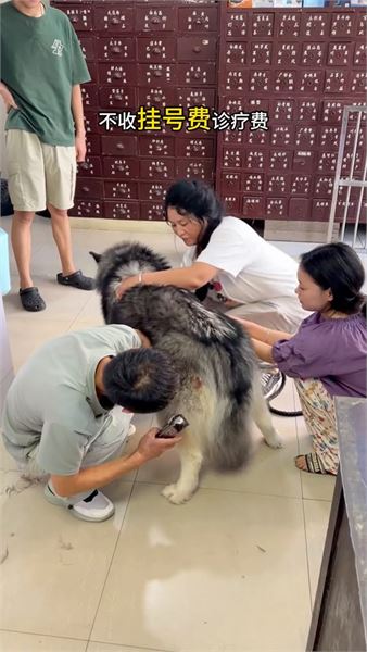 我是老錢：治病和訓犬讓我二選一，我或許會選擇訓犬，八年從軍難忘于心
