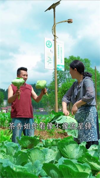 很少人知道！包菜也能做梅干菜，三蒸三曬自帶清甜