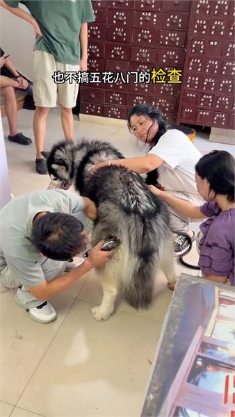 我是老錢：治病和訓犬讓我二選一，我或許會選擇訓犬，八年從軍難忘于心